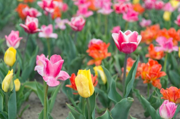 Feliz dia das mulheres Fundo floral da primavera Perfume fragrância e aroma Flores multicoloridas Campos de tulipas coloridas florescendo em plena floração Loja de flores Cultivo de flores Campo da Holanda