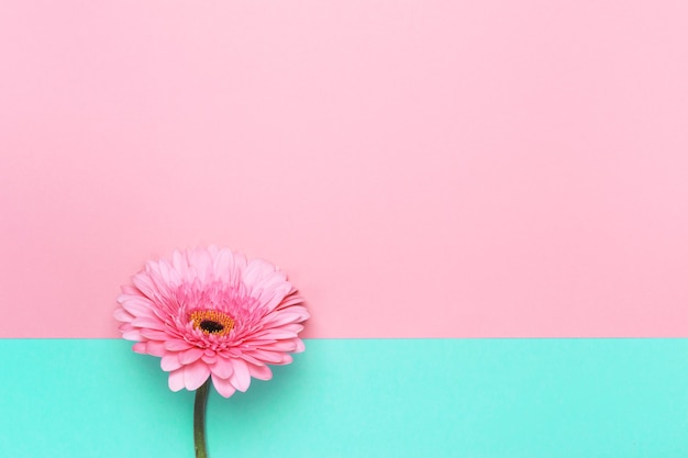 Feliz día de la madre o tarjeta de felicitación de cumpleaños. Elegante flor rosa sobre fondo de papel geométrico. Telón de fondo para su diseño.