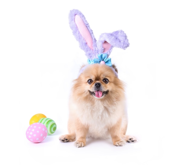 Feliz día de Pascua huevos coloridos y cachorros lindos Pomerania Perro pequinés de raza mixta Use orejas de conejo sentado aislado sobre fondo blanco.