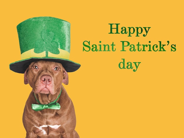 Feliz día de San Patricio, querido y bonito cachorro.