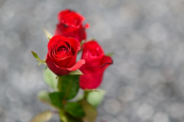Feliz día de San Valentín. hermoso ramo de rosas rojas