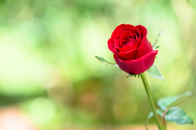 Foto feliz día de san valentín con rosa