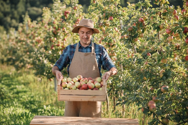 Feliz e sorridente agricultor agricultor colhendo maçãs frescas e maduras no jardim do pomar durante a colheita do outono Tempo de colheita