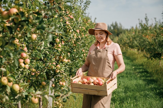 Feliz e sorridente trabalhadora agricultora colhendo maçãs frescas e maduras no jardim do pomar durante a colheita do outono Tempo de colheita