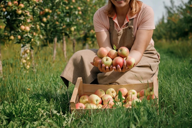 Feliz e sorridente trabalhadora agricultora colhendo maçãs frescas e maduras no jardim do pomar durante a colheita do outono Tempo de colheita