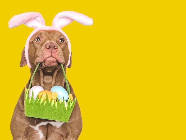 Feliz Easter Brown perro y una canasta de huevos de Pascua