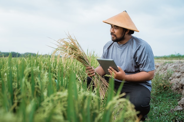 Feliz fazendeiro asiático segurando grãos de arroz no campo