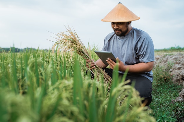 Feliz fazendeiro asiático segurando grãos de arroz no campo