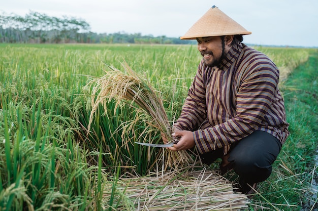 Feliz fazendeiro asiático segurando grãos de arroz no campo