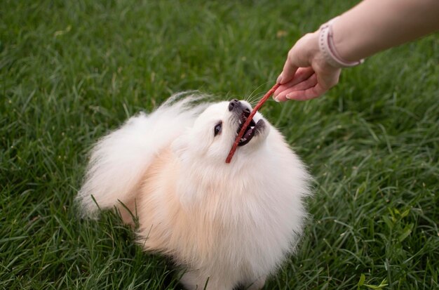 Feliz y feliz cachorro de Pomerania mastica come bocadillos limpia los dientes de la placa tumbada en la hierba verde Prevención del sarro Alimentando al perro Concepto de mascotas favoritas