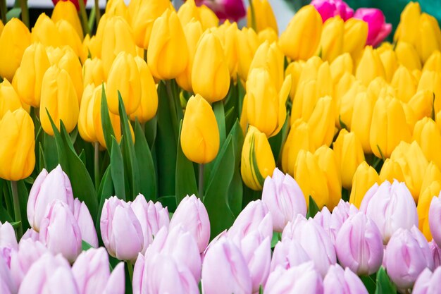 Feliz festival de tulipas da primavera no jardim da cidade Flores multicoloridas coloridas