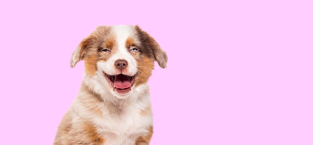 Foto feliz filhote de cachorro vermelho merle de três meses de idade cruzado com um pastor australiano e raça desconhecida isolada em fundo rosa