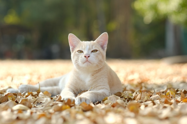 Foto feliz gato acostado en las hojas