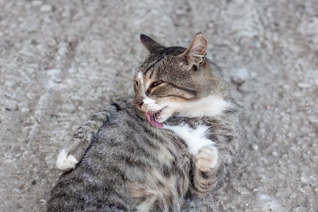 Feliz gato se acuesta de espaldas y se lava