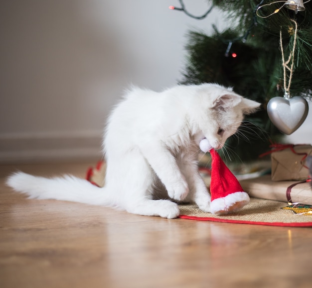 Feliz gato blanco juega con un juguete de Navidad. Temporada de año nuevo, fiestas y celebración. Gatito lindo travieso cerca de abeto