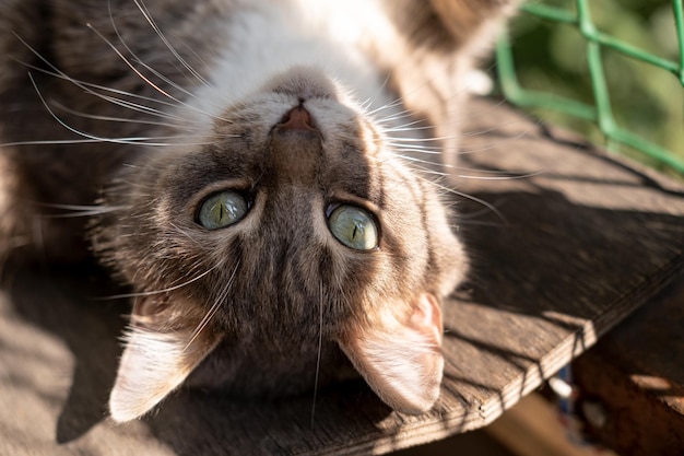 Feliz gato satisfeito com olhos verdes relaxa deitado com as patas na varanda ao sol