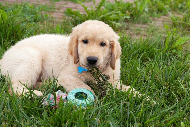 Foto feliz golden retriever está acostado en el patio de hierba verde y jugando con un juguete.