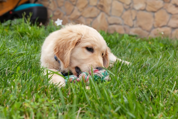 Foto feliz golden retriever está acostado en el patio de hierba verde y jugando con un juguete.