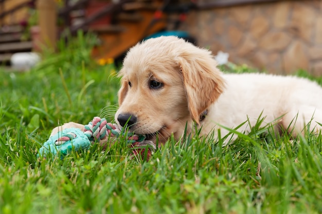 Foto feliz golden retriever está acostado en el patio de hierba verde y jugando con un juguete.