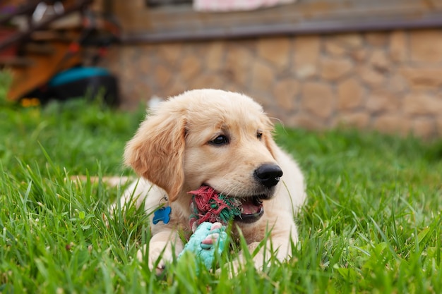 Foto feliz golden retriever está acostado en el patio de hierba verde y jugando con un juguete.