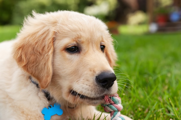 Foto feliz golden retriever está acostado en el patio de hierba verde y jugando con un juguete.