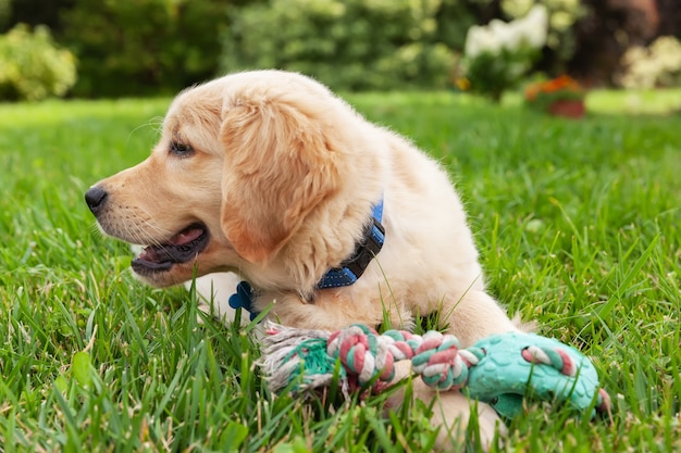 Foto feliz golden retriever está acostado en el patio de hierba verde y jugando con un juguete.