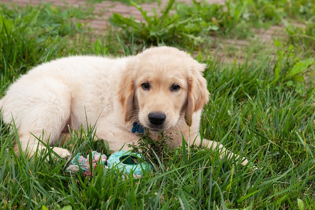 Feliz Golden retriever está acostado en el patio de hierba verde y jugando con un juguete.