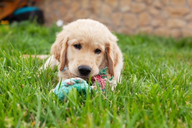 Feliz Golden retriever está acostado en el patio de hierba verde y jugando con un juguete.