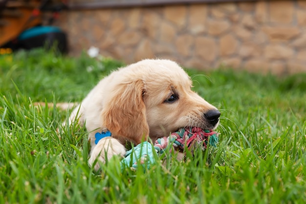 Feliz Golden retriever está acostado en el patio de hierba verde y jugando con un juguete.