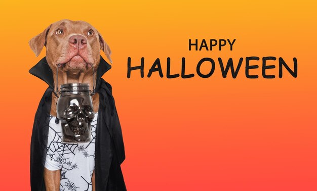 Feliz Halloween encantador cão e conde Drácula fantasia fundo isolado closeup dentro de casa tiro de estúdio parabéns para parentes familiares entes queridos amigos colegas conceito de cuidados com animais de estimação