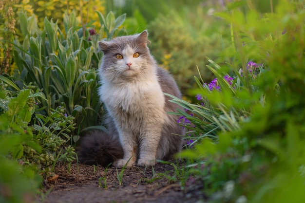 Feliz hermoso gato se encuentra en el jardín