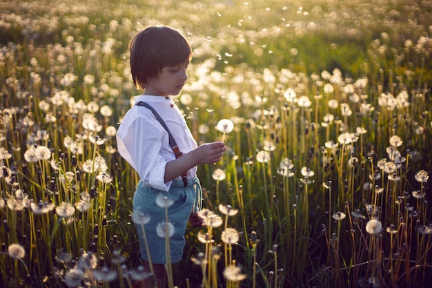 Feliz un hermoso niño en puestos en un campo con dientes de león blancos al atardecer en verano