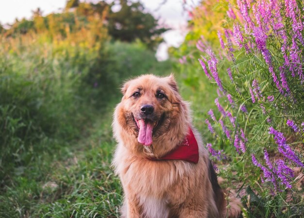 Feliz hermoso perro beige esponjoso al aire libre en verano