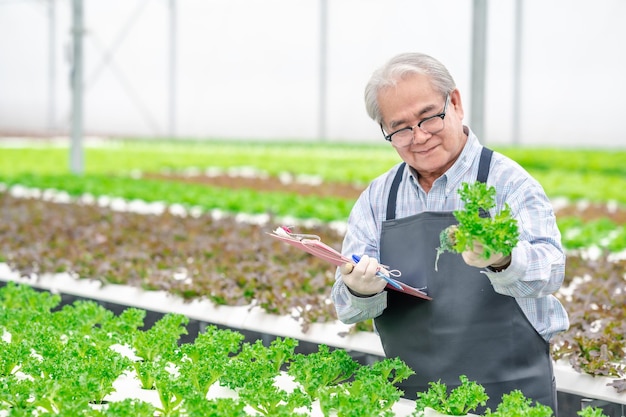 Feliz homem asiático sênior verificando alface fresca na fazenda hidropônica com efeito de estufa