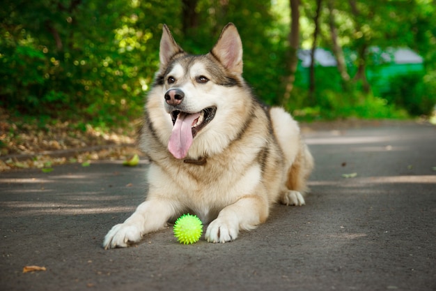 Feliz husky miente y juega con la pelota.