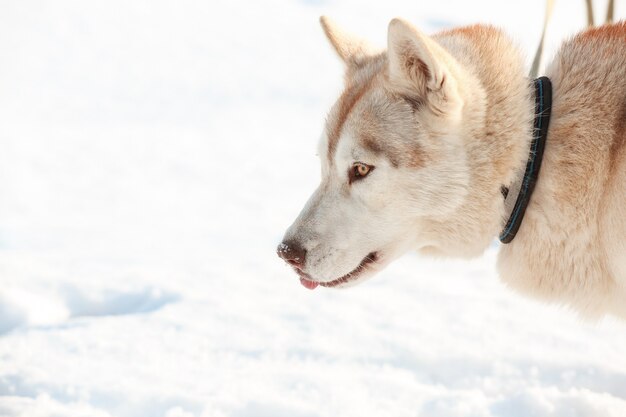 Feliz husky siberiano al aire libre en día de invierno