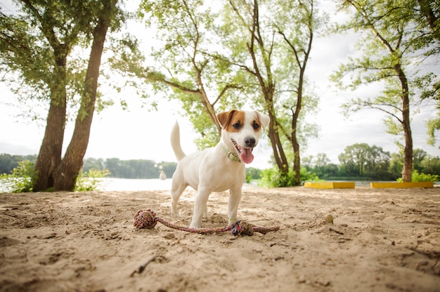 Foto feliz jack russell terrier cachorrinho brincando com uma corda na praia