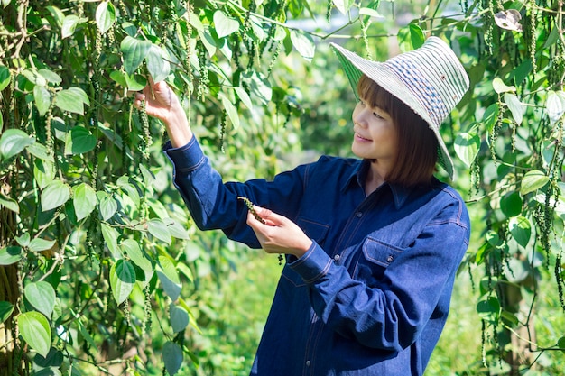 Feliz, jovem, ásia, mulher, agricultor, colheita piper, nigrum, pimenta, em, fazenda