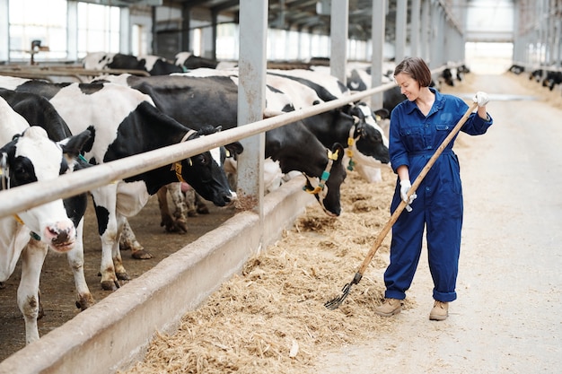 Feliz jovem fazendeiro ou trabalhador de uma fazenda de laticínios contemporânea trabalhando com um forcado ao lado da fileira de vacas preto e branco