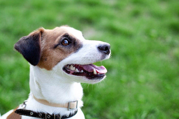 Feliz joven activo Jack Russell Terrier. Primer plano de cara y ojos de perro de color blanco-marrón en un parque al aire libre, haciendo una cara seria bajo la luz del sol de la mañana cuando hace buen tiempo. Retrato de Jack Russell Terrier