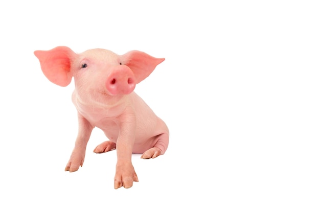 Feliz joven cerdo aislado en fondo blanco animales divertidos emociones