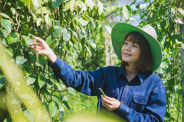 Feliz joven mujer asiática cosecha agricultor Piper nigrum pimienta en granja