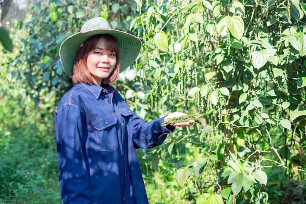 Feliz joven mujer asiática cosecha agricultor Piper nigrum pimienta en granja