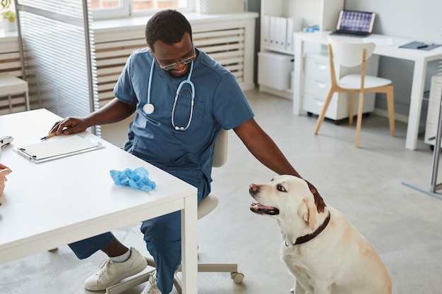 Feliz joven veterinario afroamericano mimando la cabeza del perro labrador
