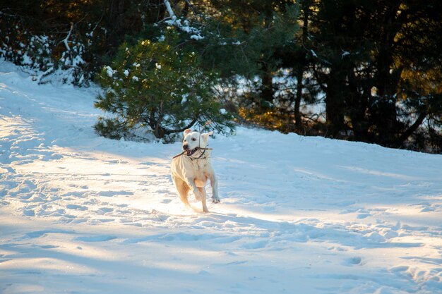 Feliz labrador corre na neve. labrador com um pau nos dentes corre pela floresta. cachorro louco corre na neve. labrador está brincando com o dono. cachorro feliz.