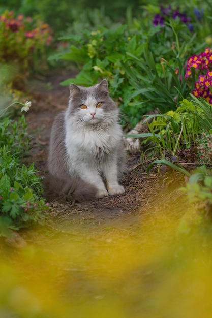 Feliz lindo gato fica no jardim entre as árvores Retrato ao ar livre de gato brincando com flores em um jardim