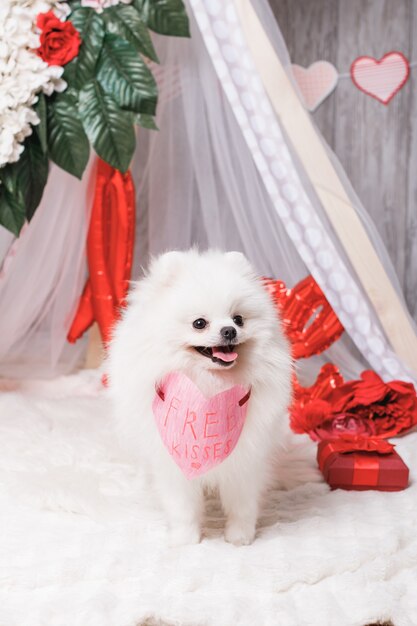 Feliz lindo perro blanco esponjoso (pomerania) con corazón de papel de besos gratis, concepto de San Valentín