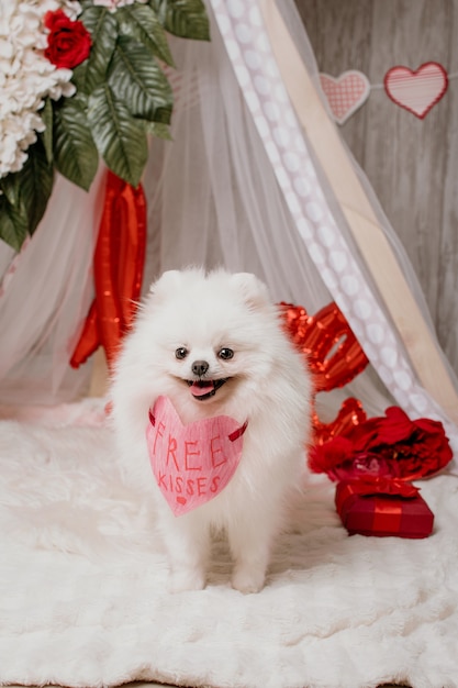 Feliz lindo perro blanco esponjoso (pomerania) con corazón de papel de besos gratis