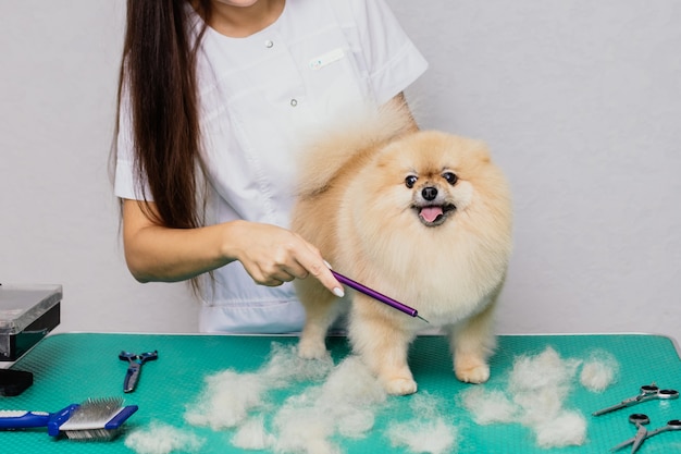 Feliz lindo perro Pomerania recibiendo preparación profesional en un salón de aseo especializado