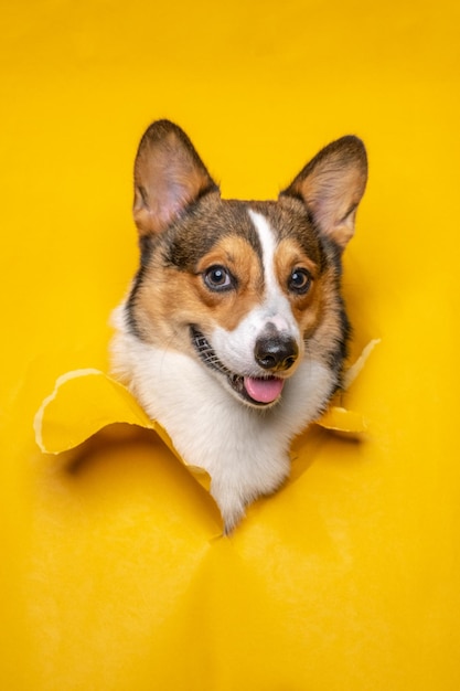 Un feliz macho pembroke welsh corgi dog photoshoot studio fotografía de mascotas con concepto rompiendo la cabeza de papel amarillo a través de él con expresión